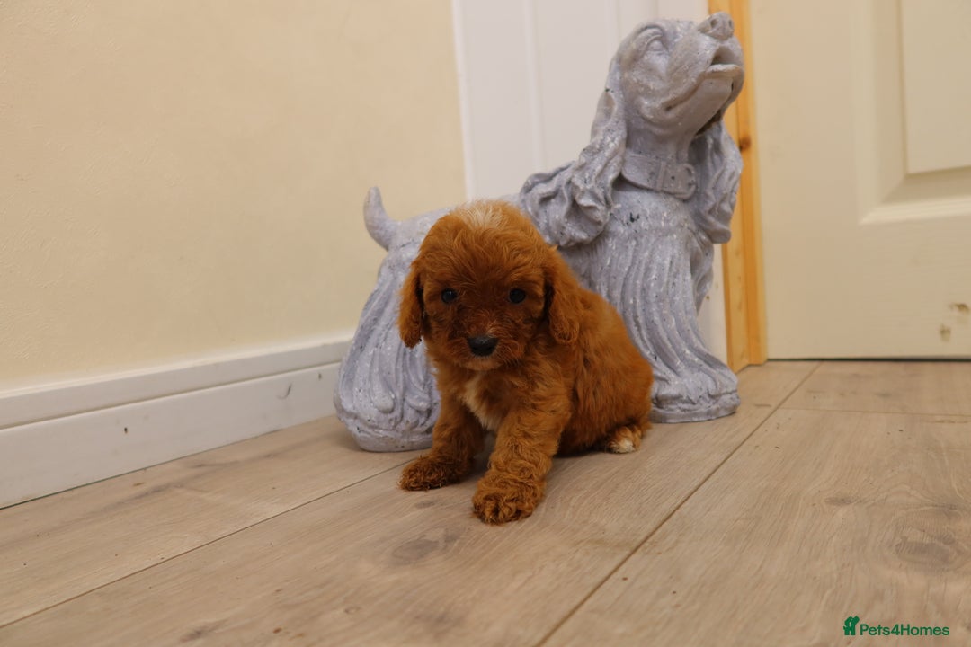 Cavapoo dogs for sale: F1 Cavapoo puppy's  - Image 5