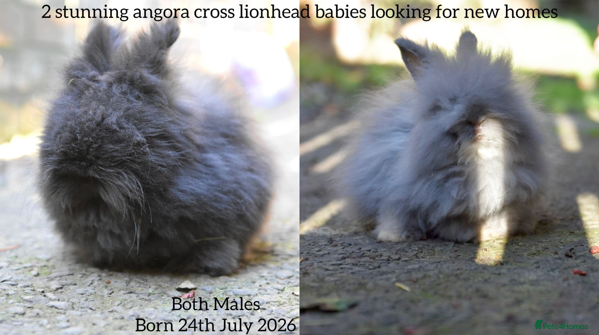 Lionhead rabbits ⭐️ Baby Angora x Lionheads looking for new home ⭐️ - Advert 1