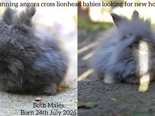 Lionhead rabbits for sale: ⭐️ Baby Angora x Lionheads looking for new home ⭐️ - Advert 1