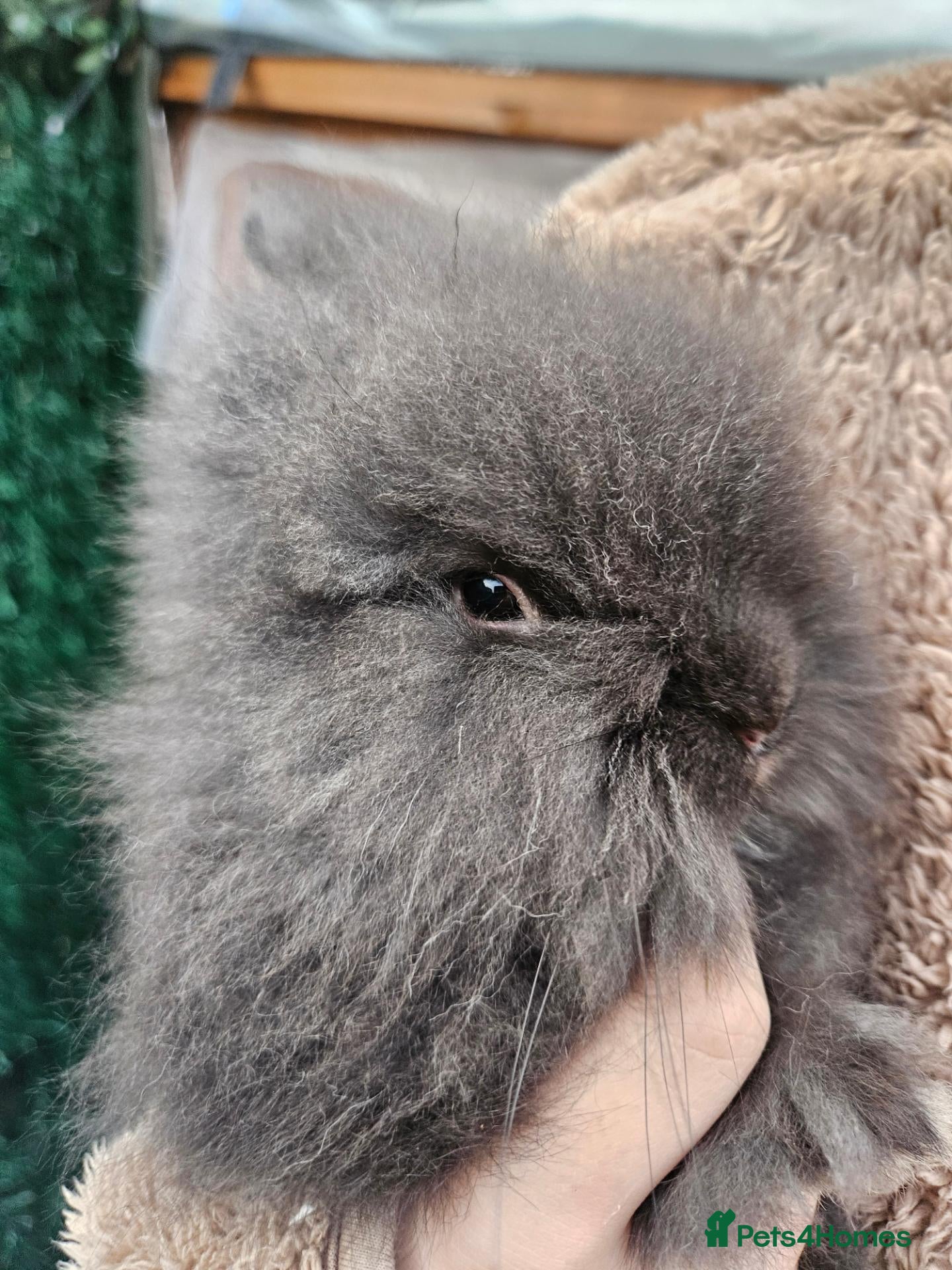 Lionhead rabbits Double maned lionheads  - Advert 2