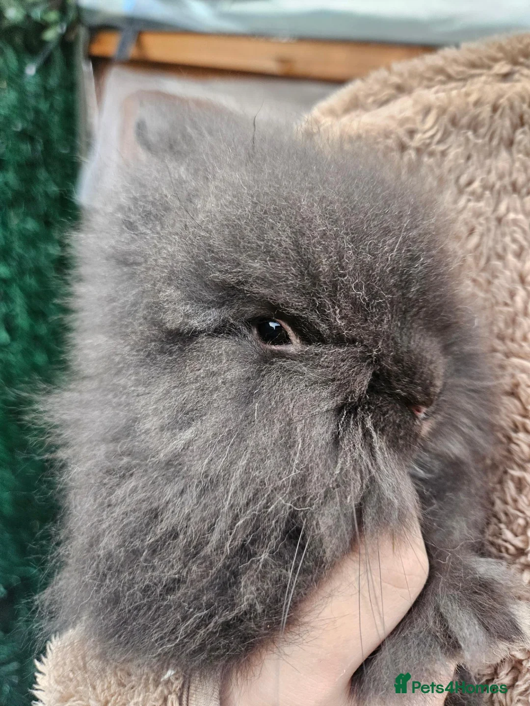 Lionhead rabbits for sale: Double maned lionheads  - Advert 2