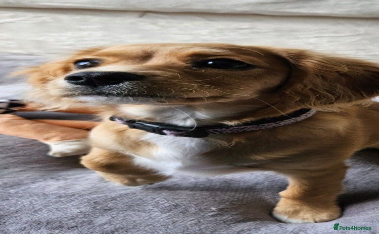 Cavapoo dogs - Advert 4