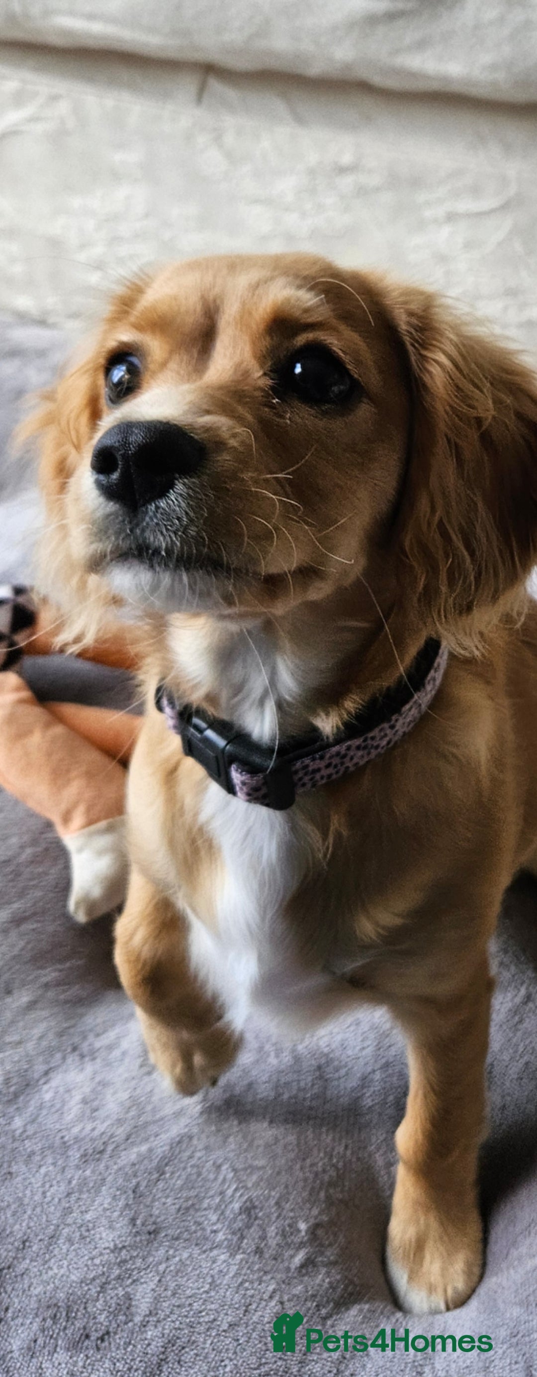 Cavapoo dogs for sale: Beautiful cavapoo Girl Ready to leave now - Image 1