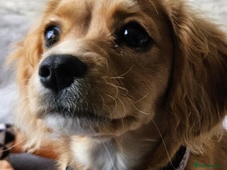 Cavapoo dogs for sale - Advert 1