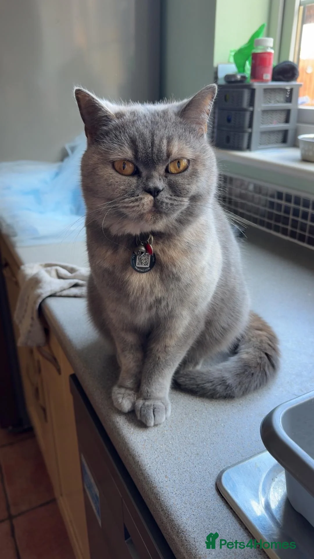 British Shorthair cats for sale: British shorthair - Advert 2
