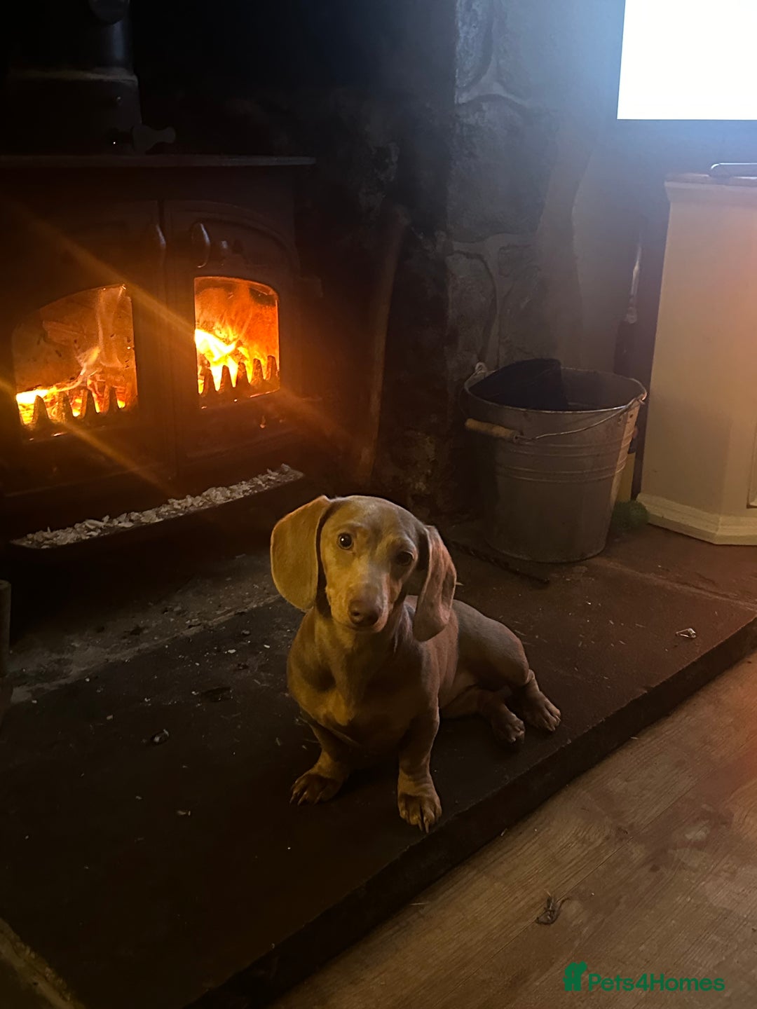 Miniature Dachshund dogs for sale: Gorgeous Chocolate & tan Miniature Dachshunds - Advert 18