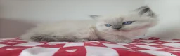 Ragdoll cats for sale: Champion bred Ragdoll kittens  - Advert 6