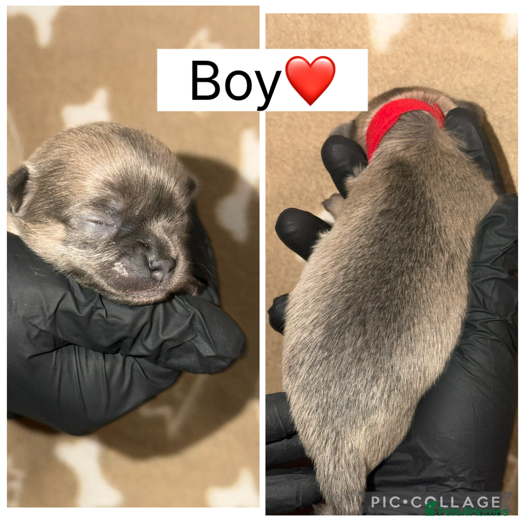 Chihuahua dogs for sale: Fluffy chihuahuas - Advert 2