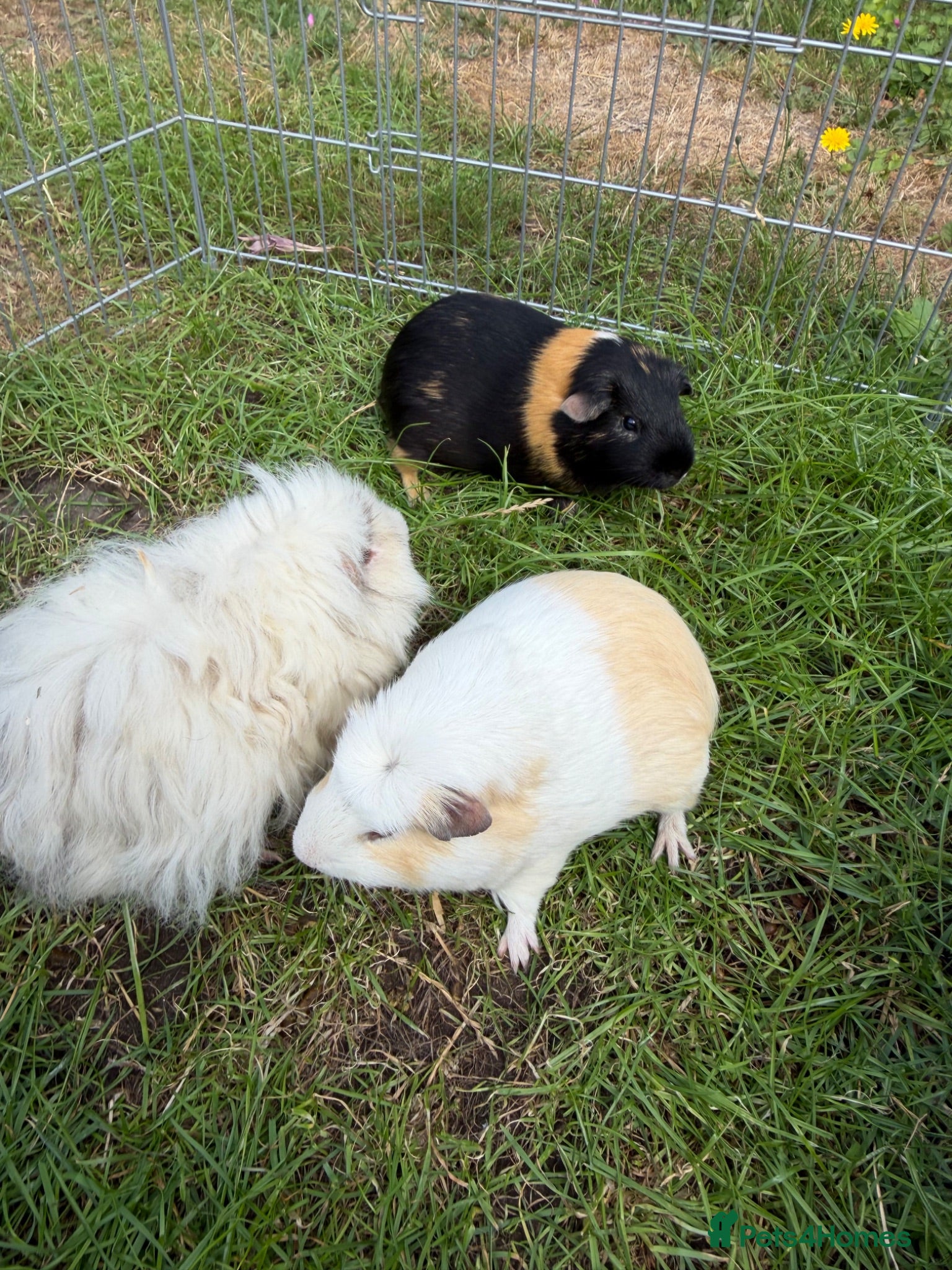 Guinea Pig rodents 3 boy guinea pigs  - Advert 4