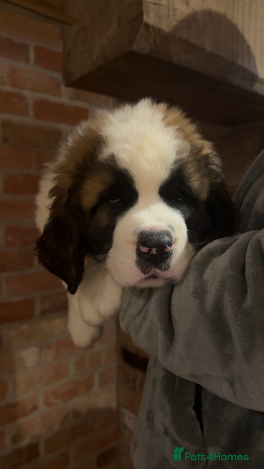 Saint Bernard dogs for sale: Outstanding chunky Saint Bernard puppies for sale - Image 4
