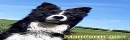 Border Collie dogs for sale: 🐾 🐾 ISDS Registered Border Collie Pups 🐾 🐾  - Advert 3