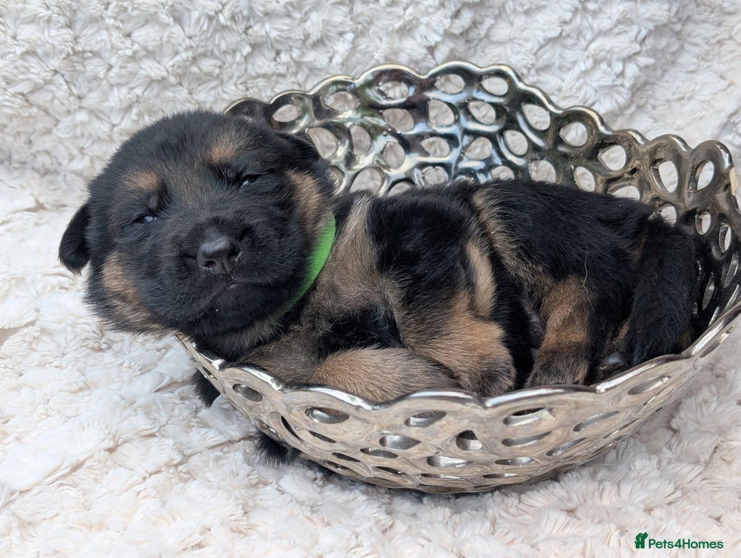 German Shepherd dogs for sale: Beautiful German Shepherd Puppies - Image 4