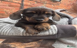 Dachshund dogs for sale: READY NOW ABSOLUTELY GORGEOUS MINI DACHSHUNDS  - Image 7