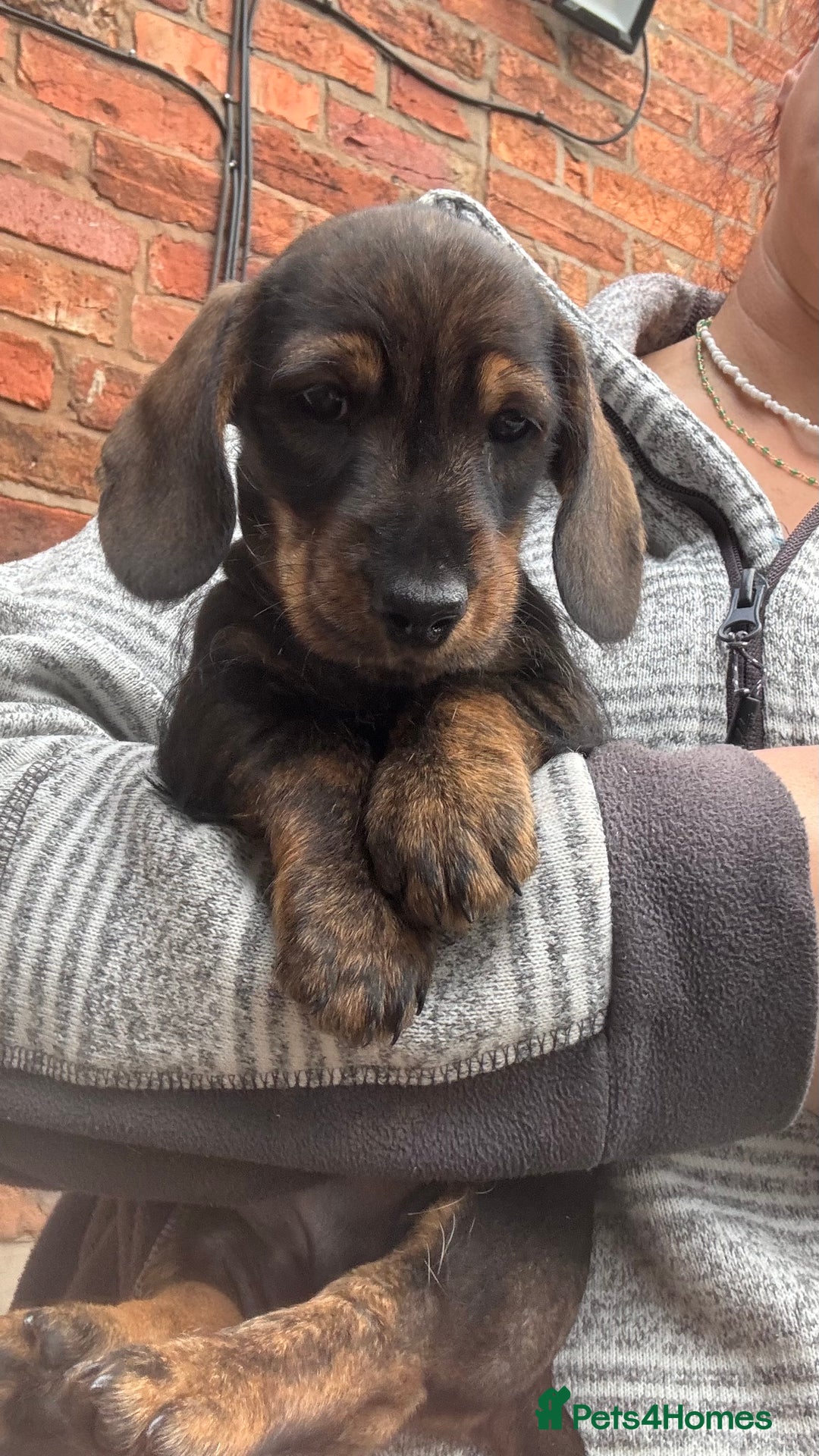 Dachshund dogs for sale: READY NOW ABSOLUTELY GORGEOUS MINI DACHSHUNDS  - Image 7