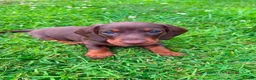 Miniature Dachshund dogs for sale: Stunning KC Miniature Dachshunds in Wednesbury - Advert 1