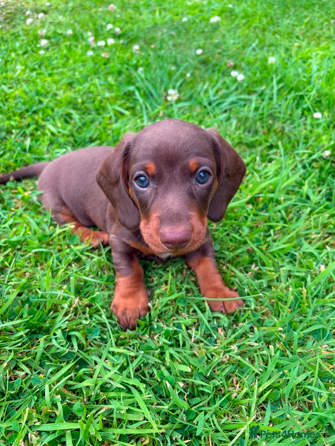 Miniature Dachshund dogs for sale: Stunning KC Miniature Dachshunds in Wednesbury - Advert 1