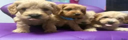 Cockapoo dogs for sale: Beautiful puppies  - Advert 17