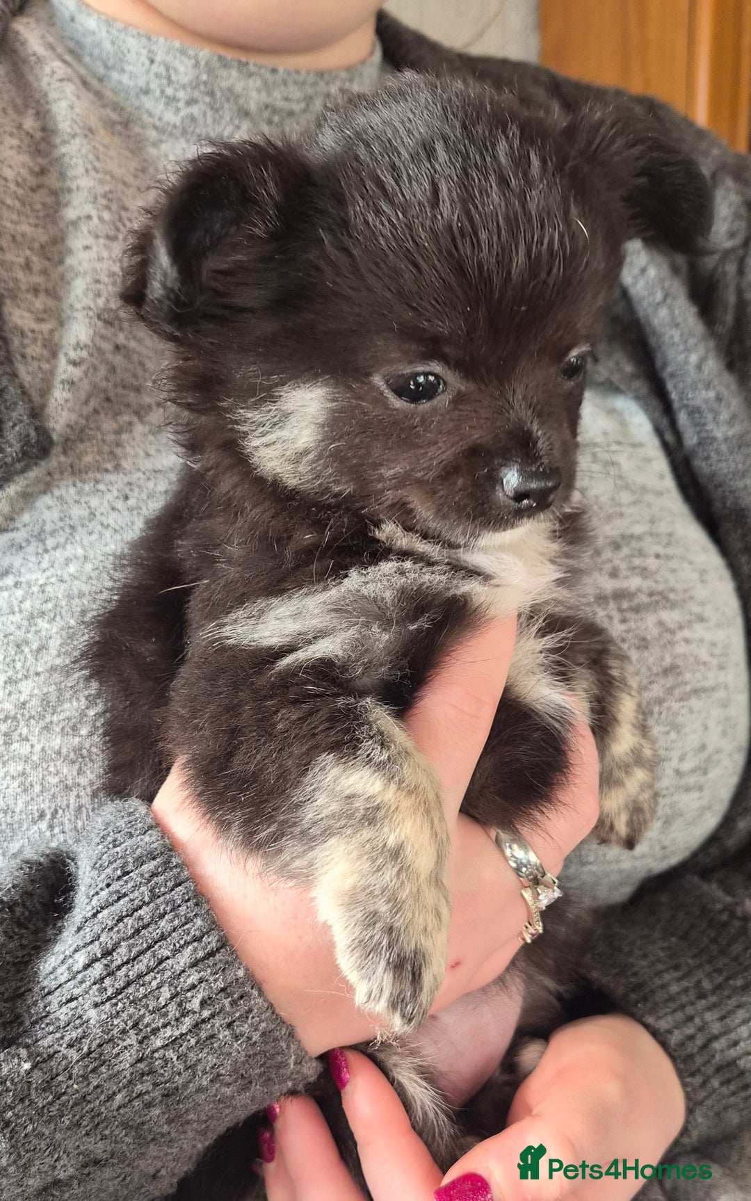 Chihuahua dogs for sale: Beautiful puppies.   - Advert 2