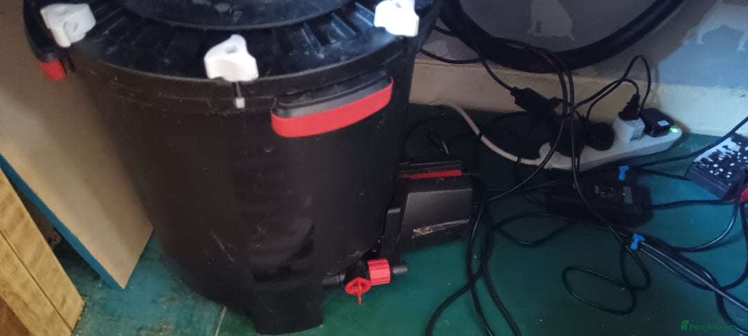 Other/Mixed Breed fish for sale: 5ft fish tank with fish - Image 5