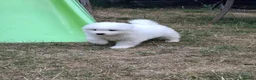 Samoyed dogs for sale: 2 Samoyed Puppies Looking for Their Forever Homes in Craven Arms - Advert 7