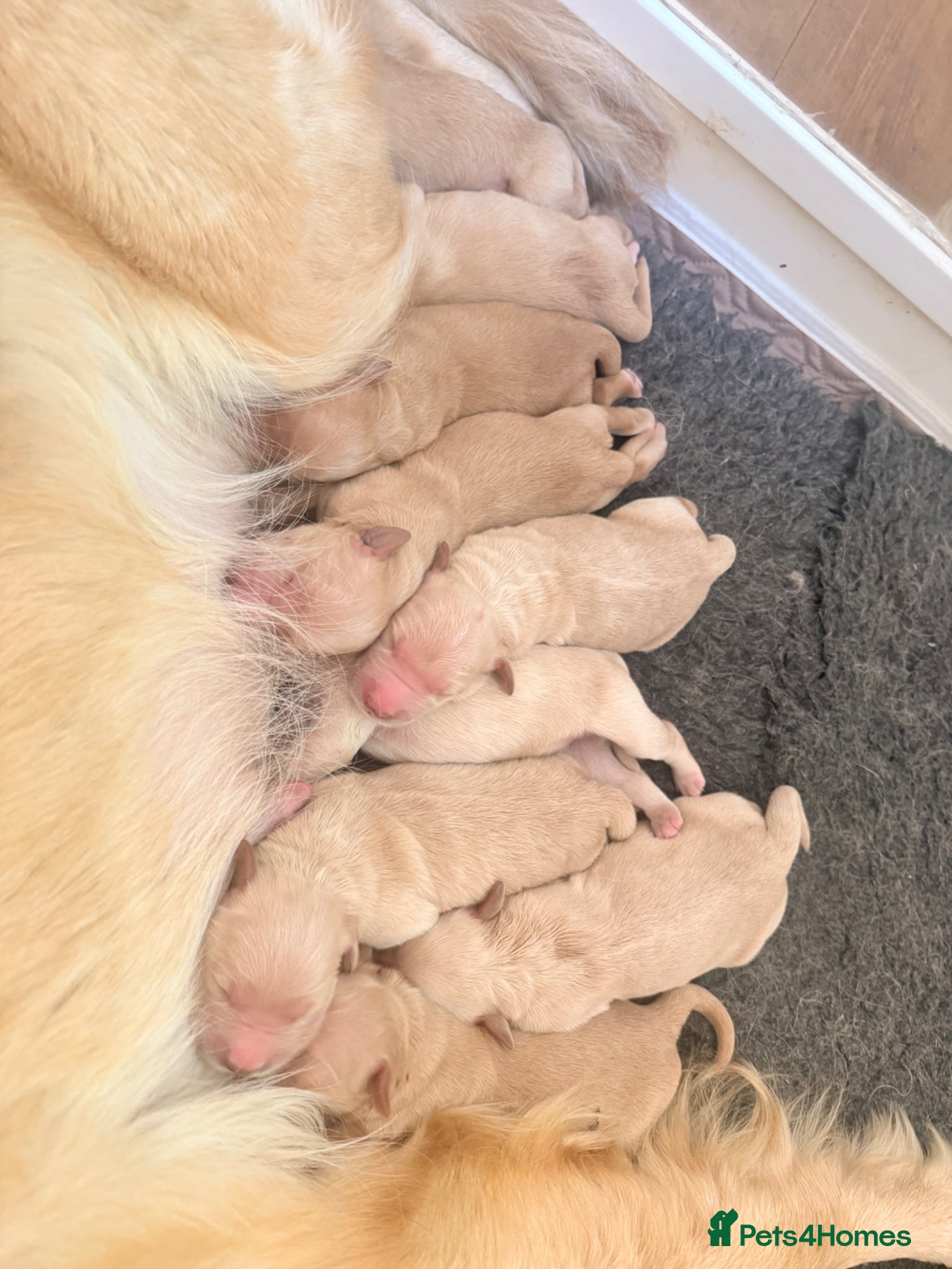 Golden Retriever dogs for sale: Beautiful Golden Retriever Puppys - Advert 24