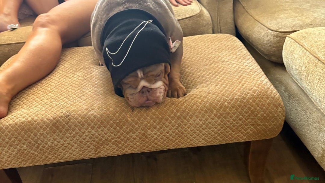 English Bulldog dogs for sale: 🐾 Beautiful English Bulldog  - Image 5