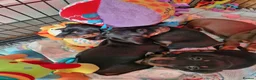 Miniature Dachshund dogs for sale: For Sale Beautiful KC reg Miniature Dachshunds in Leek - Advert 8