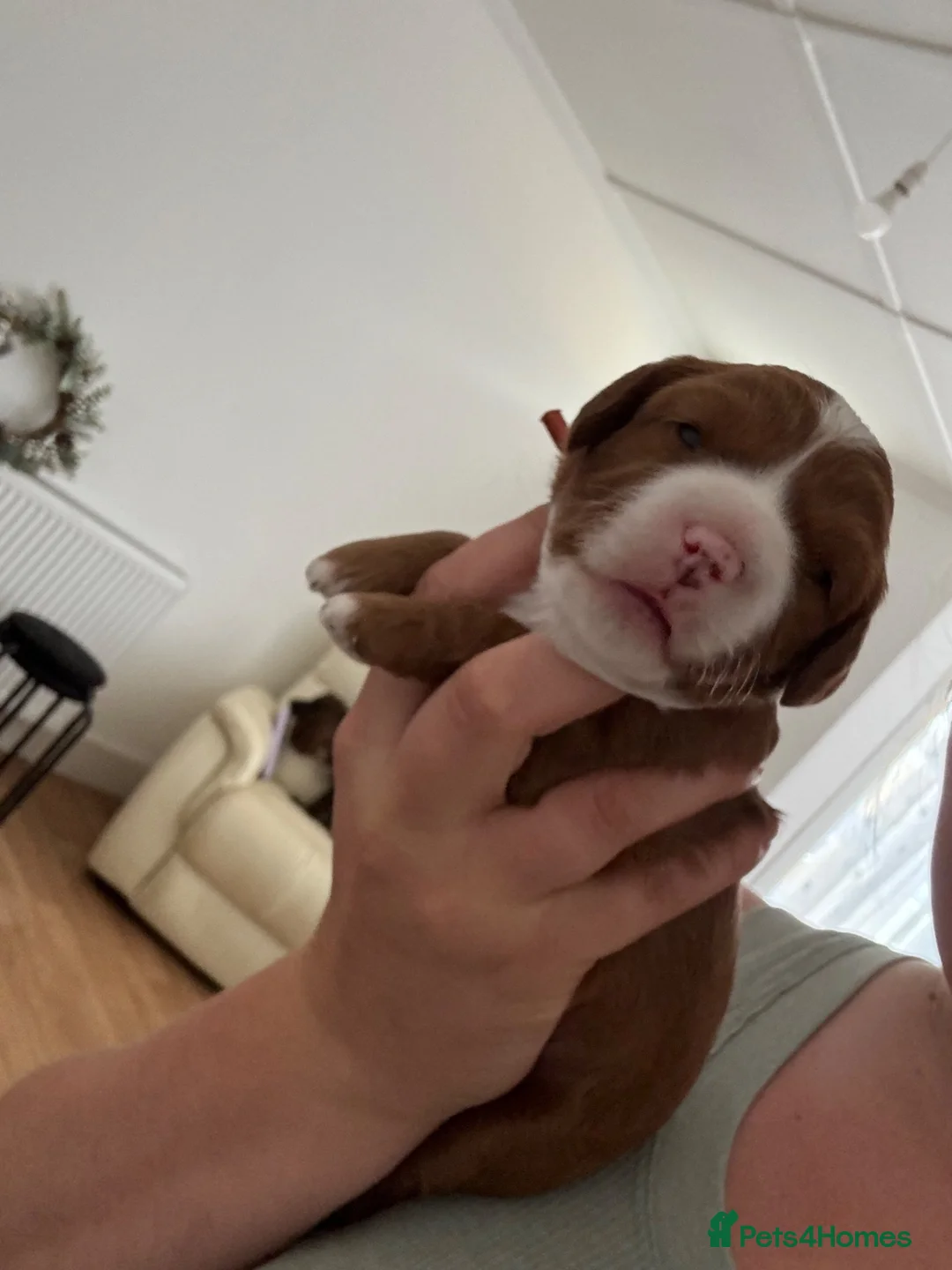 Cavapoo dogs for sale: Beautiful female F1 Cavapoo - Advert 1