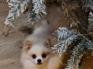 Pomeranian dogs 💝💝High-quality Korea/Russia Beautiful boys💝💝 - Advert 5