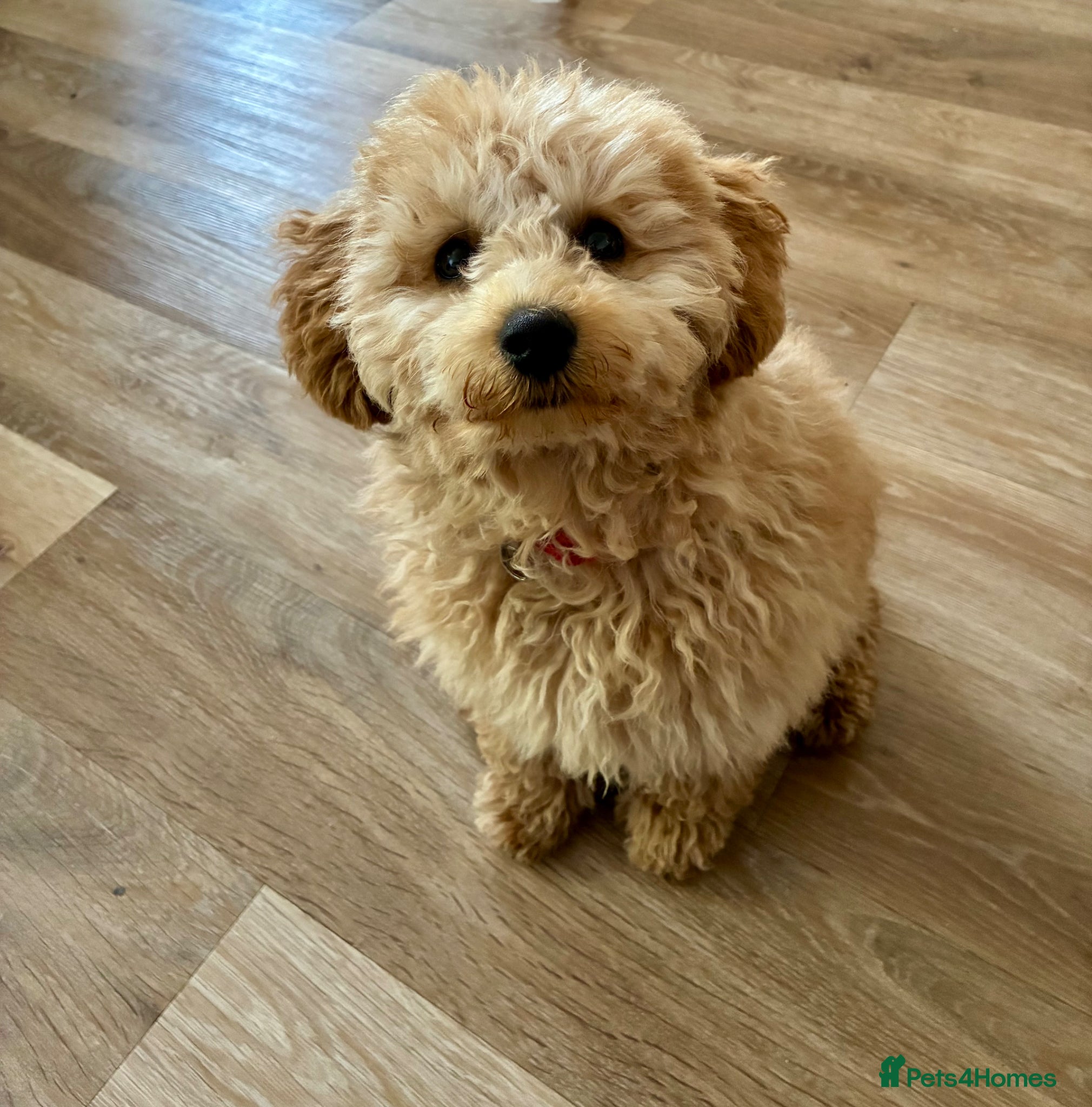 Mixed Breed dogs Adorable Toy Poodle Puppy - Loving home needed - Advert 11