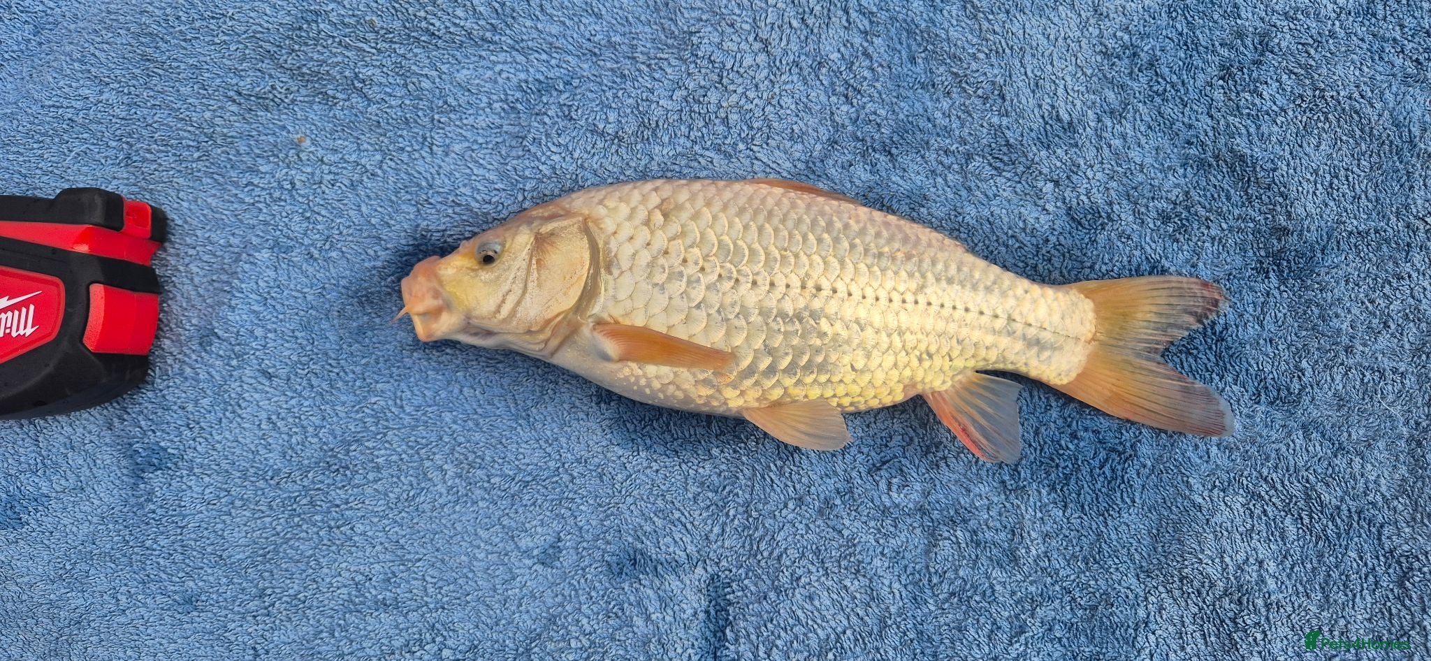 Koi Carp fish 30cm / 11" White 4yr old Koi Carp fish - Tonbridge - Advert 1