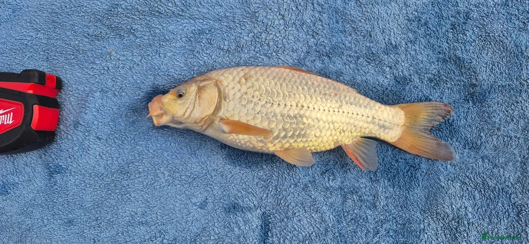 Koi Carp fish for sale: 30cm / 11" White 4yr old Koi Carp fish - Tonbridge in Tonbridge - Advert 1