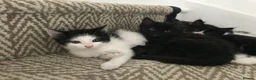 Mixed Breed cats for sale: Super Fluffy Ragdoll x Kittens!! £100-£180 - Advert 9