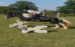 Irish Cob horses for sale: 12.2hh Gypsy Cob Mare – mothers dream  - Image 3