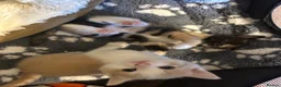 Mixed Breed cats for sale: Ragdoll Tabby mixed kittens  in Forfar - Advert 9
