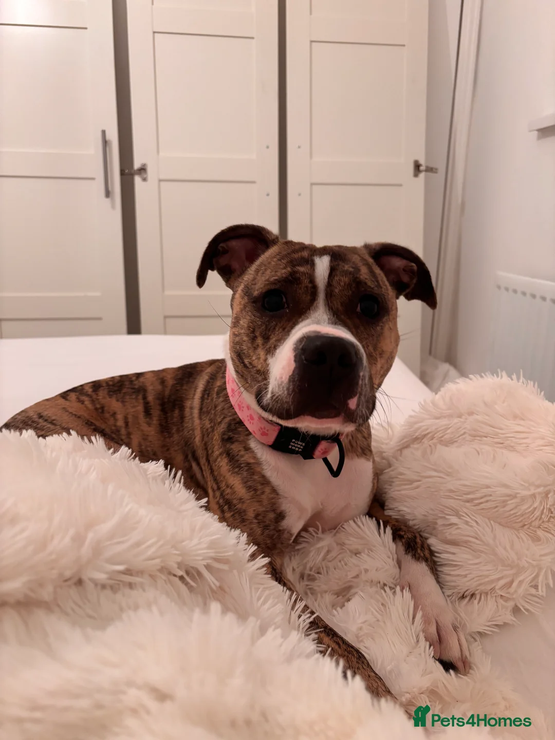 Staffordshire Bull Terrier dogs for sale: 2 Year Old Staffordshire Bull Terrier - Advert 3