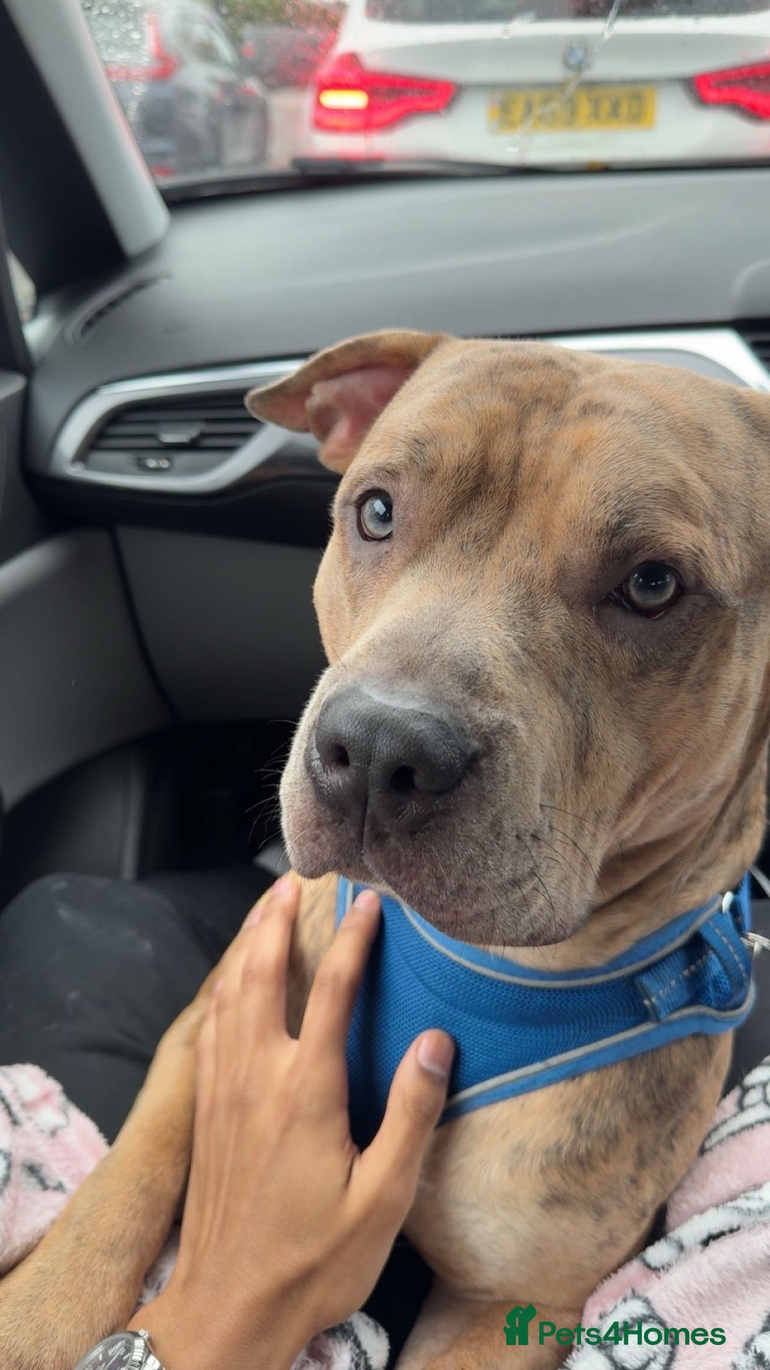 Mixed Breed dogs for sale: 1 year old boy called Ace  - Advert 24