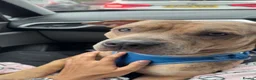 Mixed Breed dogs for sale: 1 year old boy called Ace  - Advert 1