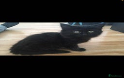 Mixed Breed cats for sale: 3 black kittens for sale  - Image 2