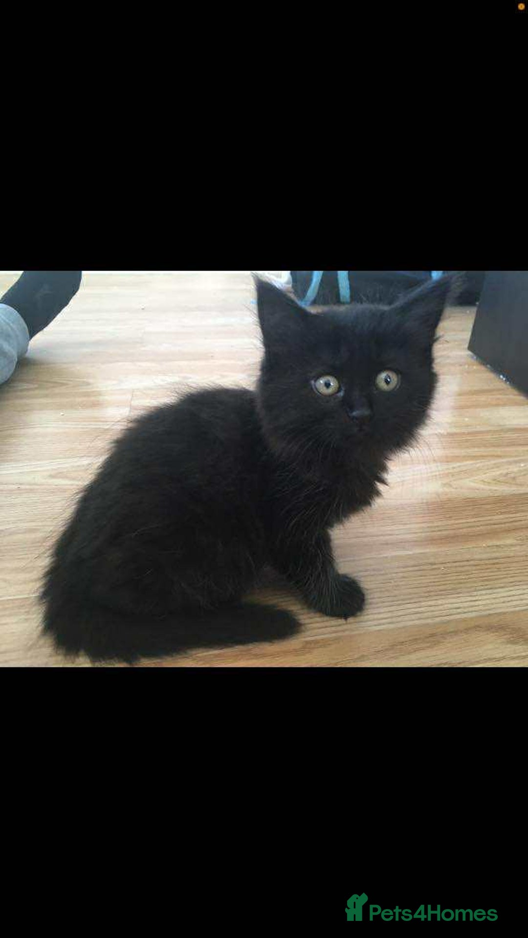 Mixed Breed cats for sale: 3 black kittens for sale  - Image 2