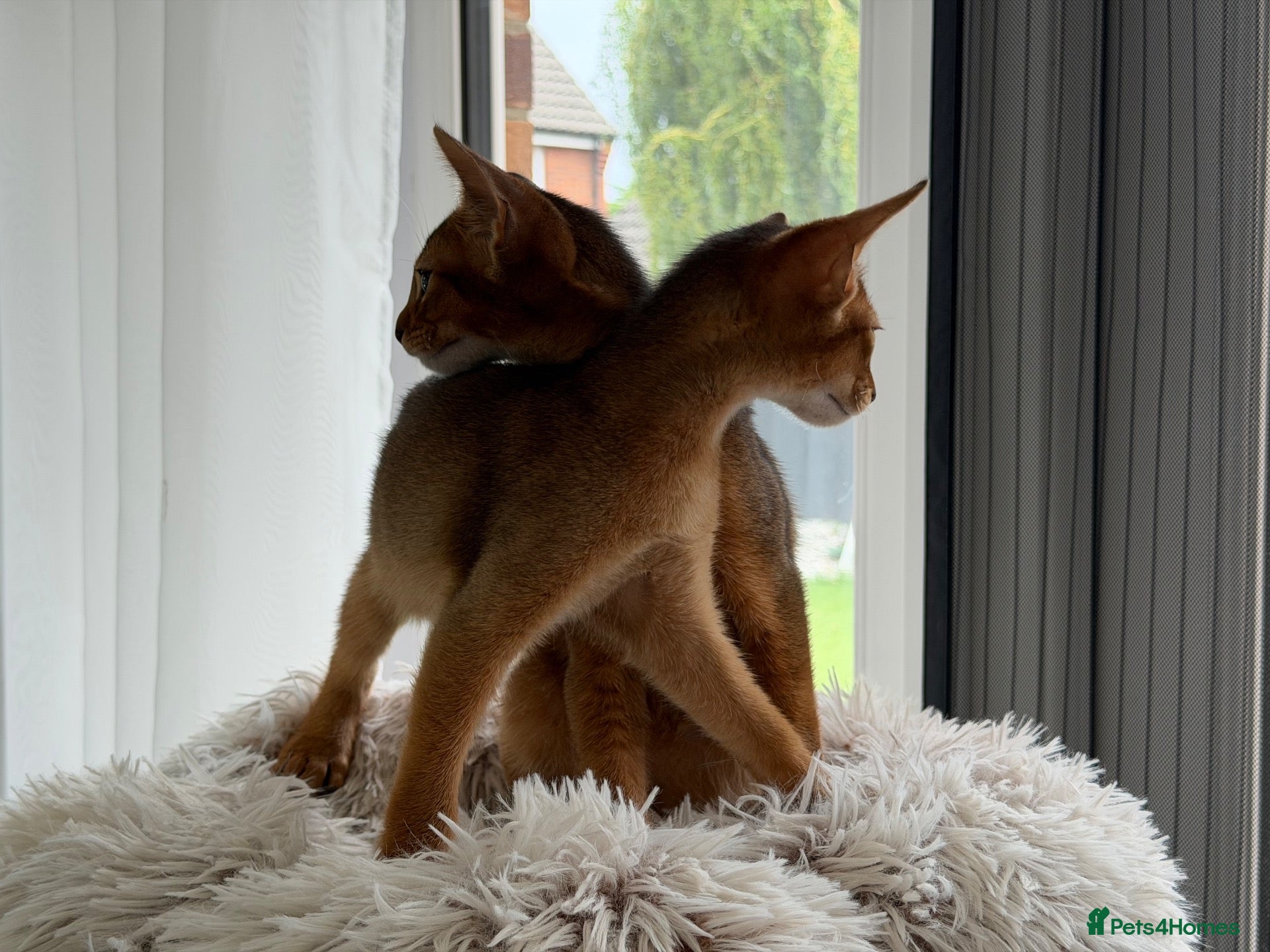 Abyssinian cats Abyssinian kittens  - Advert 1