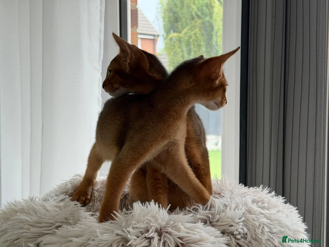 Abyssinian cats for sale: Abyssinian kittens  - Advert 1
