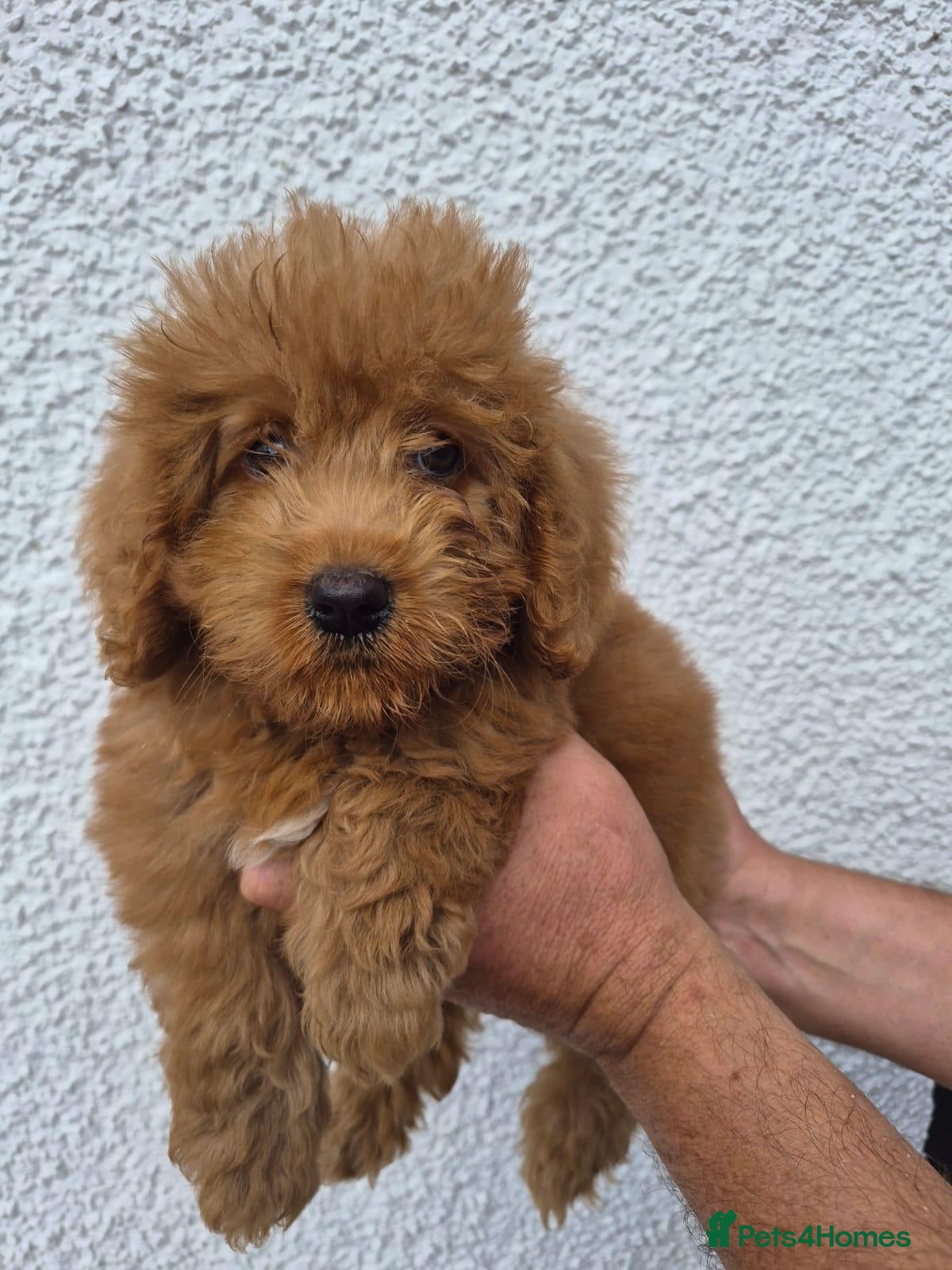 Labradoodle dogs Labradoodle pups F1B - Advert 1