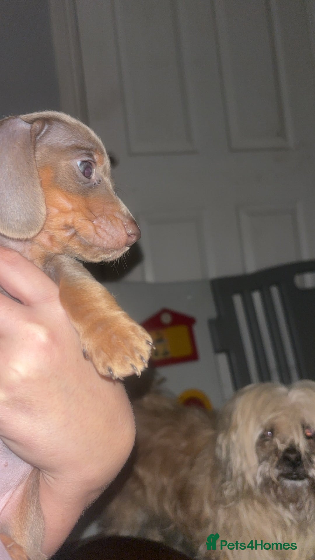 Dachshund dogs for sale: Miniature dachshund puppies for sale  - Advert 19