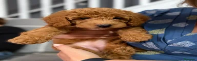 Labradoodle 3