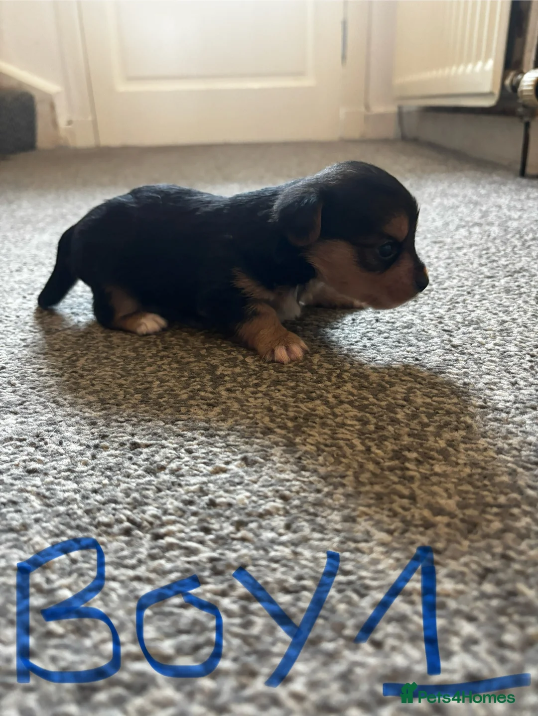 Yorkshire Terrier dogs for sale: Gorgeous Yorkshire terriers  - Advert 11