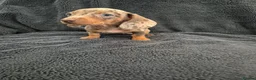 Miniature Dachshund dogs for sale: Miniature Dachshund READY NOW - Advert 20