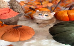 British Shorthair cats for sale: Golden British Shorthair  - Image 15
