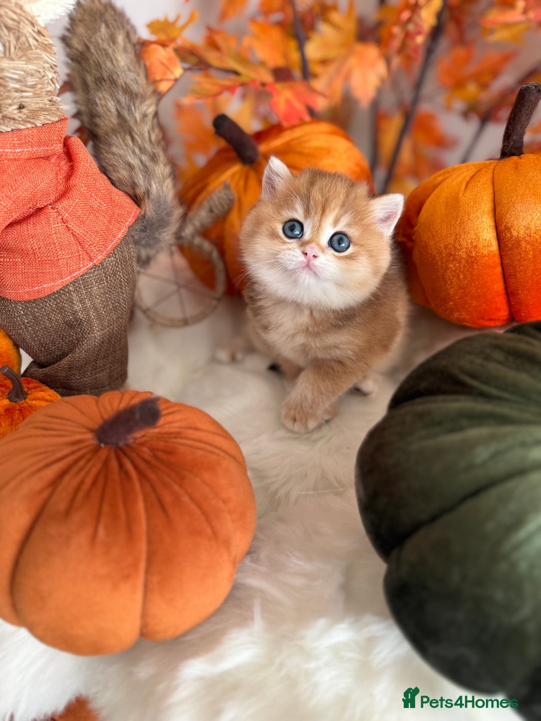 British Shorthair cats for sale: Golden British Shorthair  - Image 15