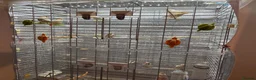 Finches birds for sale: Orange zebra finches  in Orpington - Advert 1